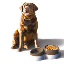 Beau Dual Dog Bowl